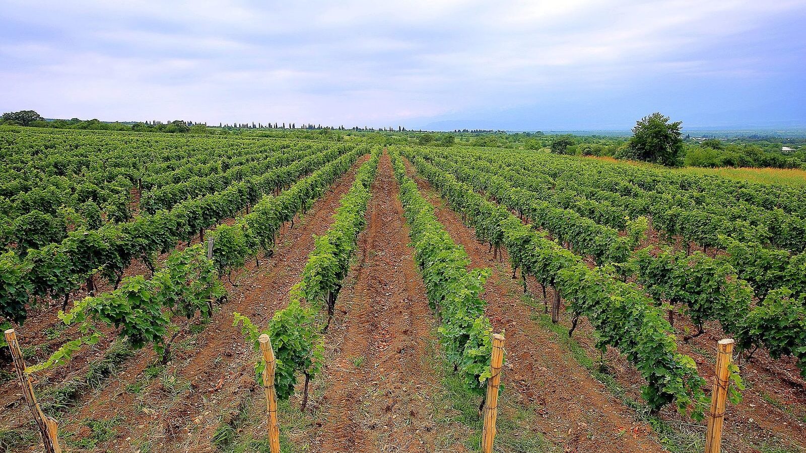 Vinice v Kachetii, hlavní vinařské oblasti Gruzie