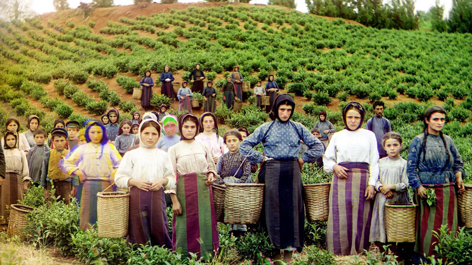 Historická fotografie sběru čaje na plantáži v Gruzii (Chakva)